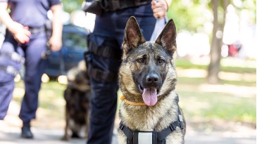 Final Review of WA Police Action into Recommendations on the Deployment of Police Dogs
